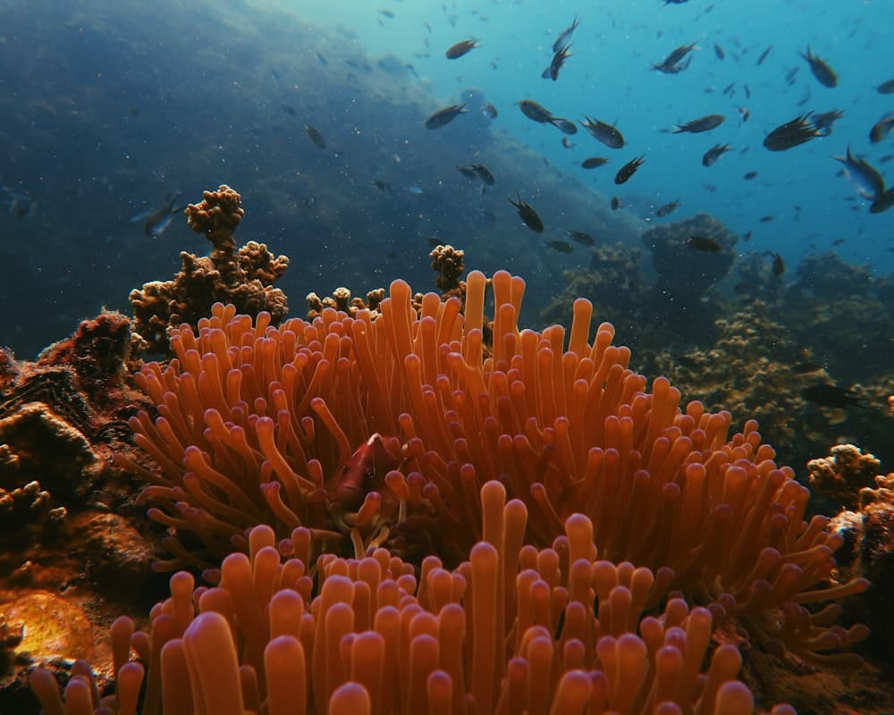 Anemonefish sheltering in a host sea anemone