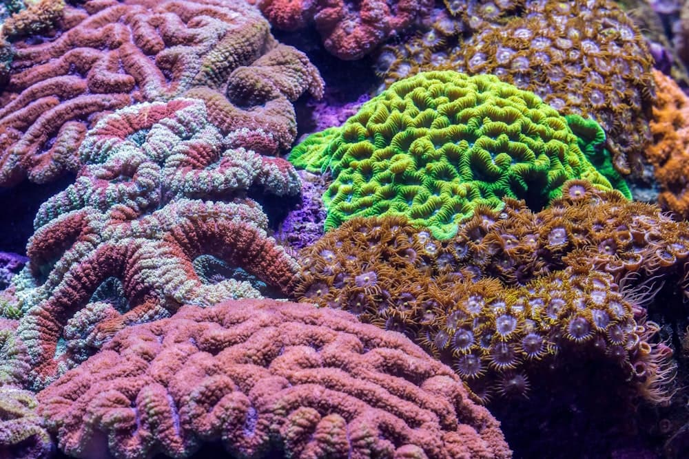 Colorful coral reef with diverse textured formations
