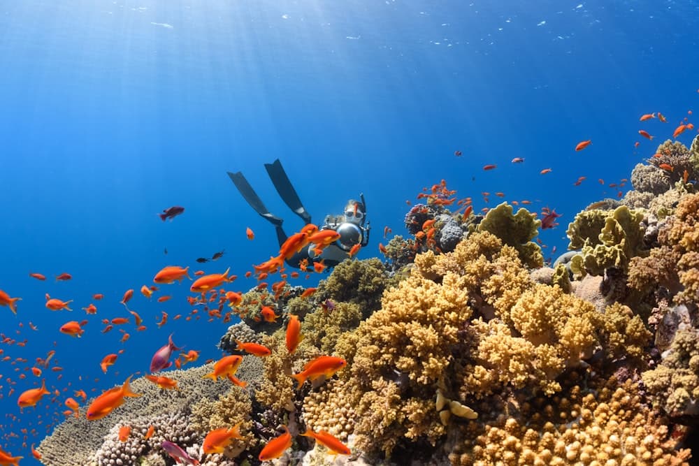 Scuba diver swimming over a colorful coral reef during a research dive