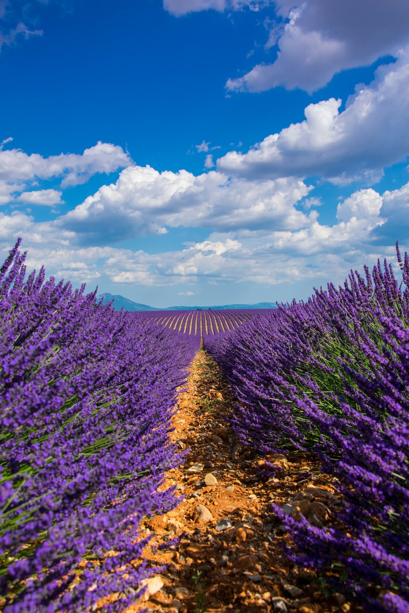 Rows of blooming lavender stretching toward distant hills under a blue sky
