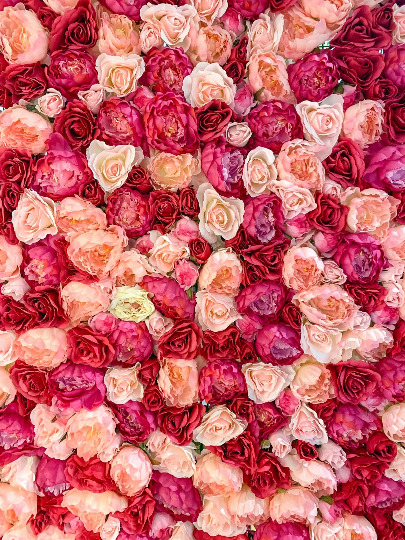 A dense wall of pink and red rose blooms used for absolute extraction
